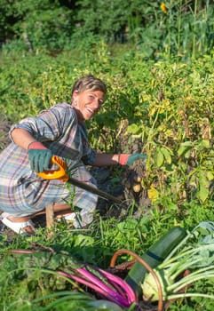 woman harvesting potatoes in the garden