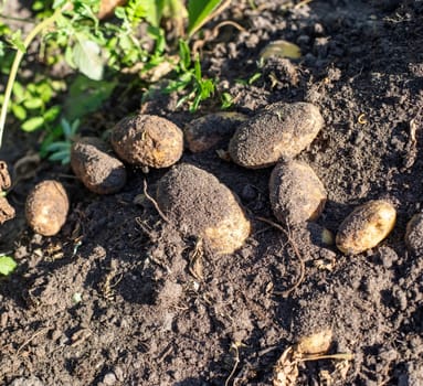 potatoes lying on a field