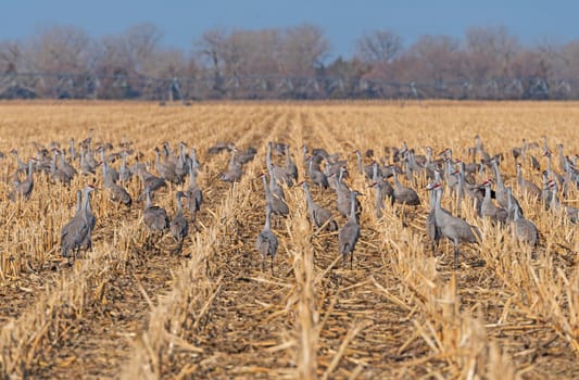 Sandhill Cranes in the Crop Rows near Kearney, Nebraska
