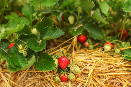 Strawberries both ripe and unripe, covered with leaves, straw under them. Strawberry field farm.