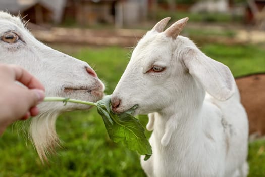 Goat kid and mother, eating large leaf, fed by man hand, with farm in background.