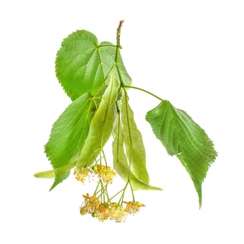 Linden (Tilia platyphyllos) leaves and flowers isolated on white background.