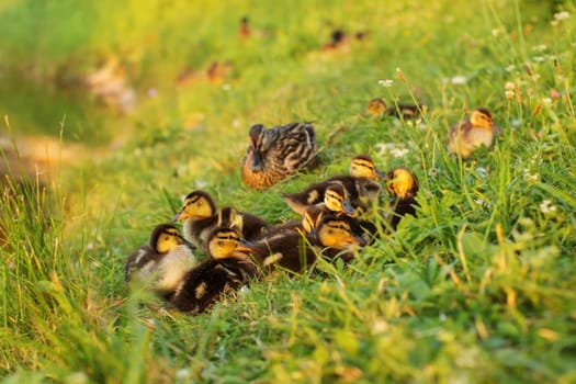 Little mallards (Anas platyrhynchos) preparing for sleep, with mother duck in background, sunset light.