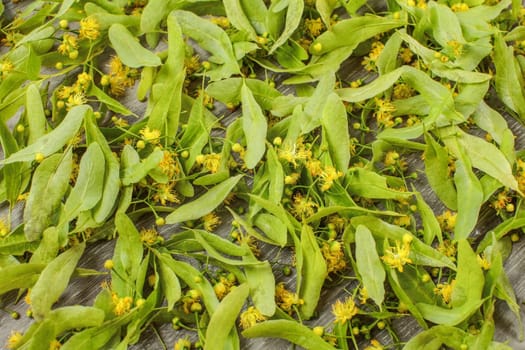 Linden (Tilia platyphyllos) flowers being dried for herbal tea. Table top view.