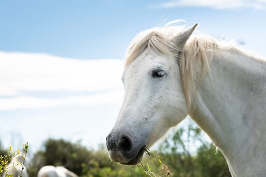 white horses in Camargue, France near Les salines, France