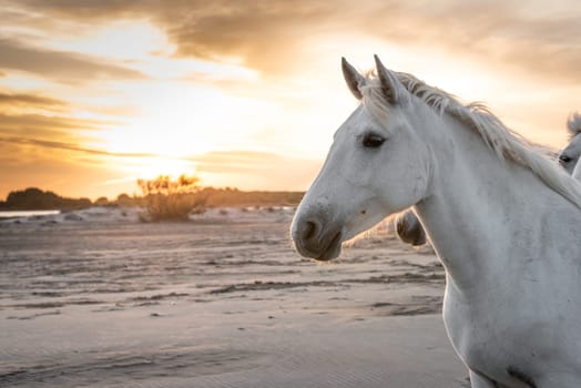 White horses are walking in the water  all over the sea in Camargue, France.