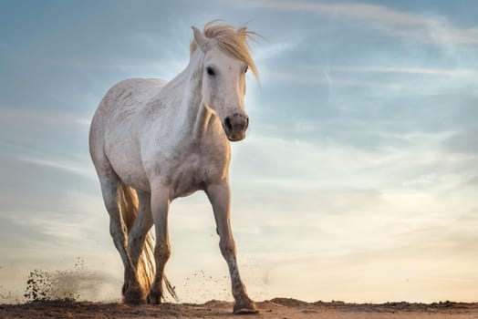 white horse. in Camargue, France near Les salines, France