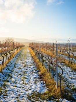 Sunlight at autumnal vineyard with rests of snow on the ground