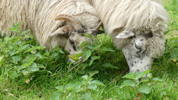 sheeps