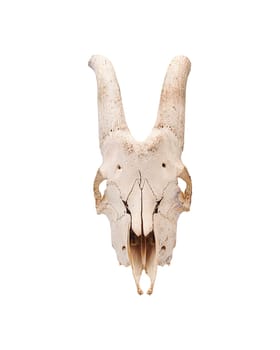 Skull of a male goat farm animal with horns in full face isolated