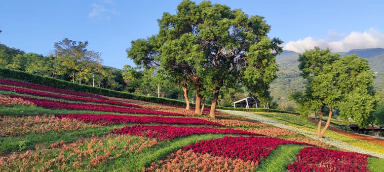 The San-Tseng-Chi Urban Park on a bright sunny day with colorful flower fields on the hillside under blue clear sky during Flower Festival, in Beitou District, Taipei City, Taiwan