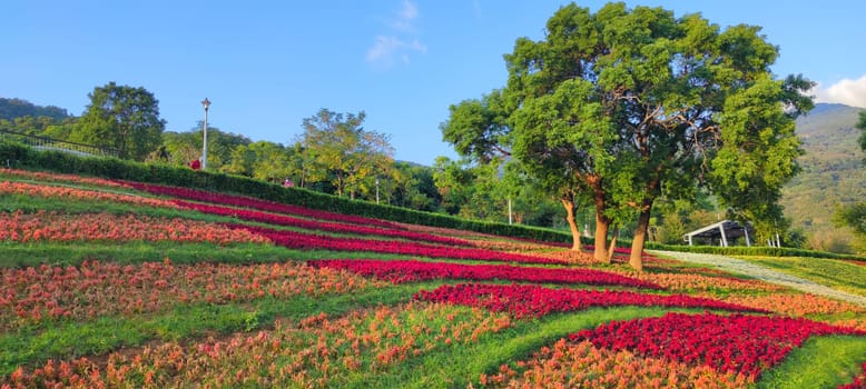 The San-Tseng-Chi Urban Park on a bright sunny day with colorful flower fields on the hillside under blue clear sky during Flower Festival, in Beitou District, Taipei City, Taiwan