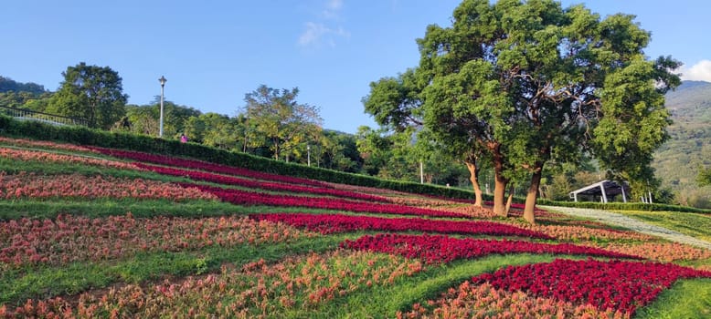 The San-Tseng-Chi Urban Park on a bright sunny day with colorful flower fields on the hillside under blue clear sky during Flower Festival, in Beitou District, Taipei City, Taiwan