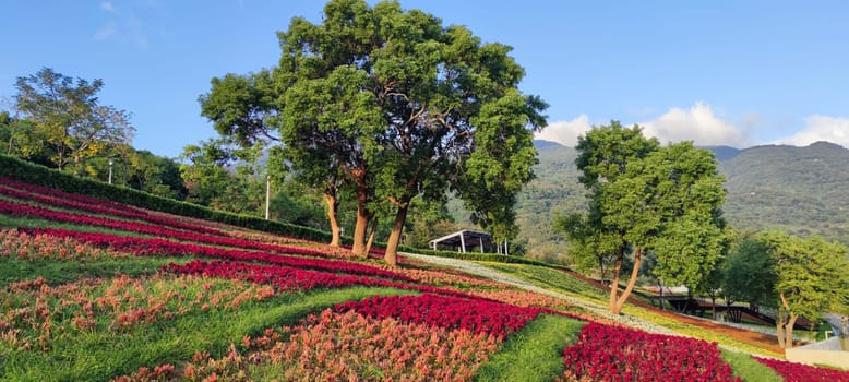 The San-Tseng-Chi Urban Park on a bright sunny day with colorful flower fields on the hillside under blue clear sky during Flower Festival, in Beitou District, Taipei City, Taiwan