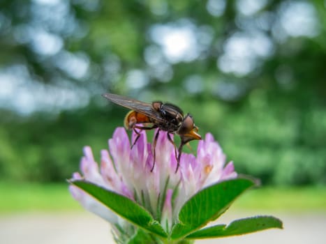 Side close-up of the common beaked hover fly (lat: Rhingia campestris) sitting on a flower of the meadow clover (lat: Trifolium pratense) in front of a blurred natural background.