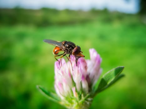 Side close-up of the common beaked hover fly (lat: Rhingia campestris) sitting on a flower of the meadow clover (lat: Trifolium pratense) in front of a blurred natural background.