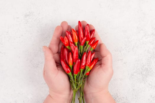 Red hot chili pepper on a white textured background, ingredients for spicy food, copy space for text