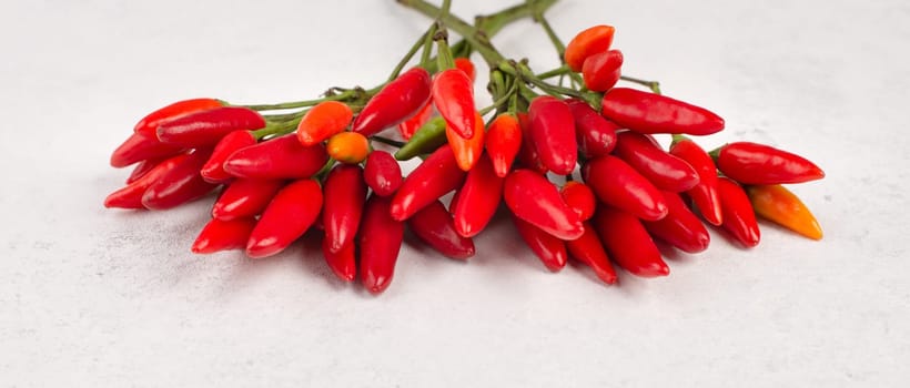 Red hot chili pepper on a white textured background, ingredients for spicy food, copy space for text