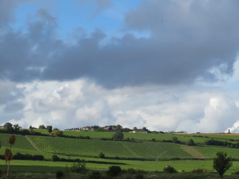 beautiful French vineyards grape production organized meticulous wine