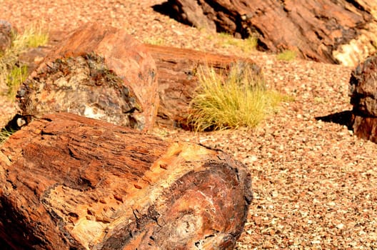 Petrified trees of the ancient petrified forest in Arizona
