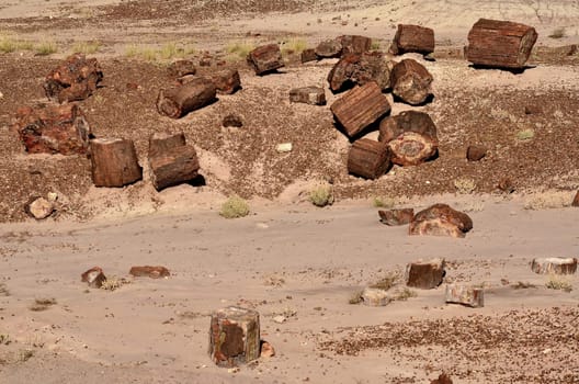 Petrified trees of the ancient petrified forest in Arizona