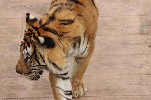 beautiful feline bengal tiger dangerous stripes big claws fangs