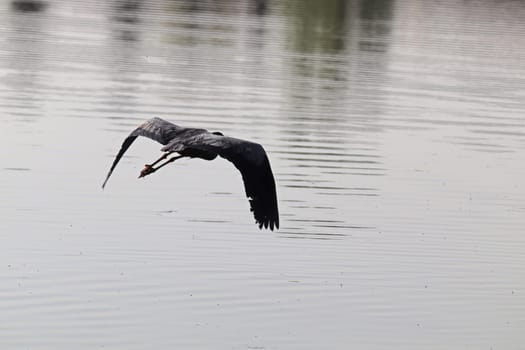 A silhouette of a Blue Heron flying against grey water.
