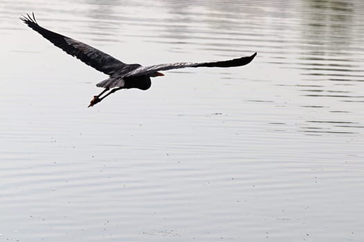 A silhouette of a Blue Heron flying against grey water.