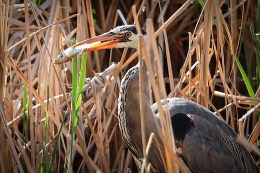 A Blue Heron eating a fish between dry reeds.