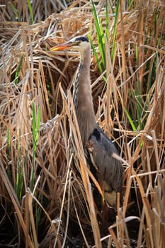 A blue Heron stretches its neck against a reed background.