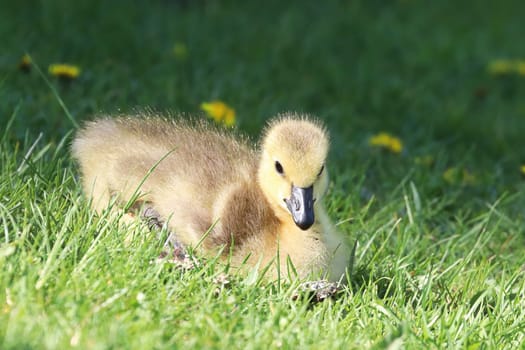 Closeup of a Canada Goose Gosling sitting in the grass.