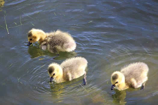 Three little Canada Geese goslings swim in water.