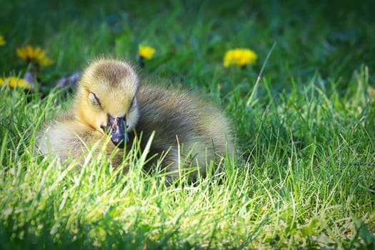 Closeup of a tiny Canada Goose Gosling sleeping.