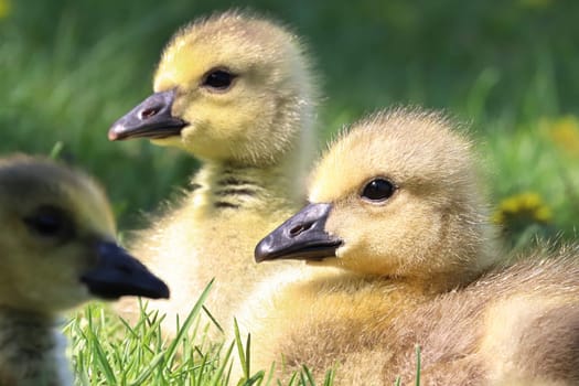 Macro of heads on Canada Geese Goslings.