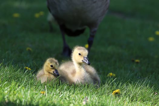 Two Canada Geese Goslings sit while an adult protects.