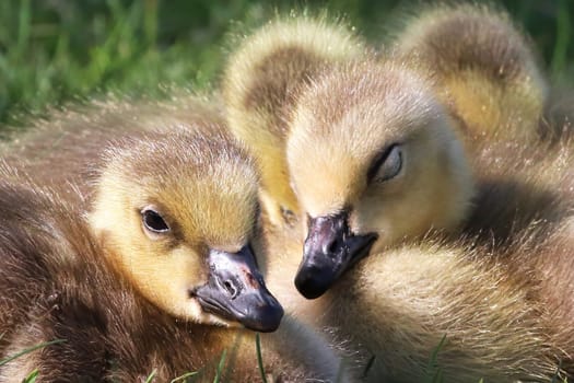 Closeup of a creche of Canada Geese Goslings.