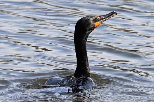 Closeup of a Double Crested Cormorant in water.