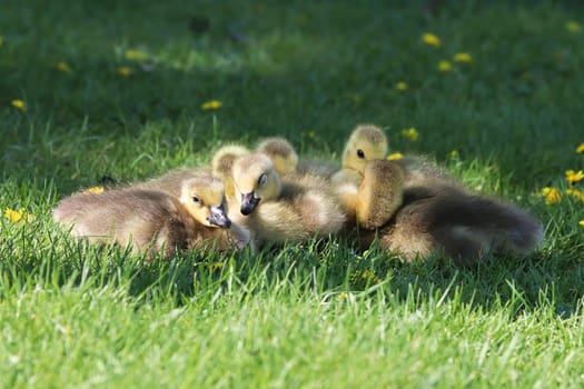 A group of Canada Geese Goslings cuddle together.
