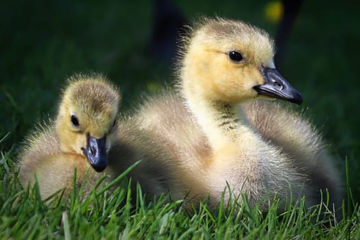 Macro of two Canada Geese Goslings sitting together.