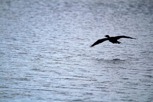 silhouette of a Cormorant flying over water.