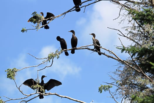 Many Double Crested Cormorants sitting in a tree.
