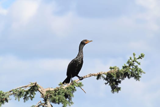 Side view of a Cormorant on a spruce tree branch.