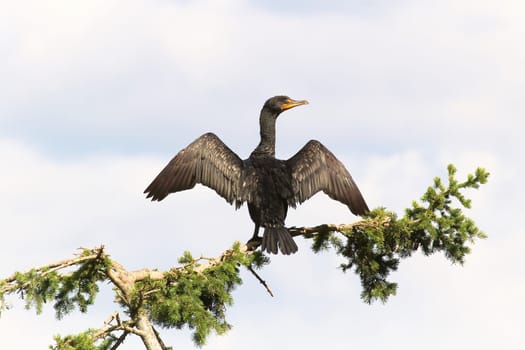 Back view of a Cormorant dryinging its wings on a branch.
