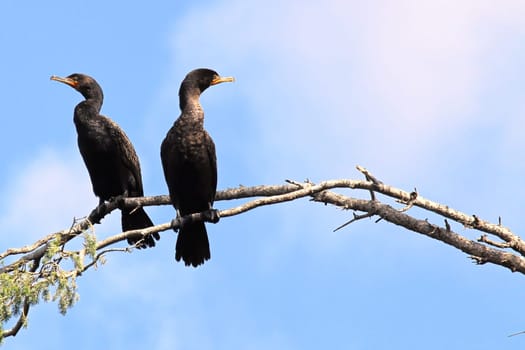 Two Cormorants sitting on a bare branch.