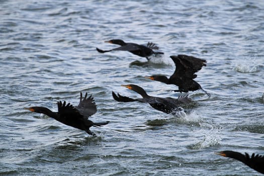 Motions of Double Crested Cormorants flying over water.