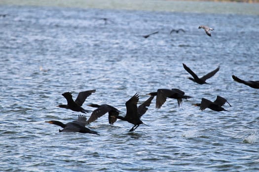 Many Cormorants flying over water in summer.