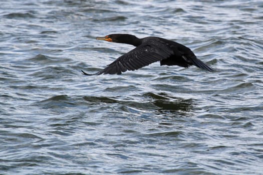 A Cormorant actively flying over wavy water.