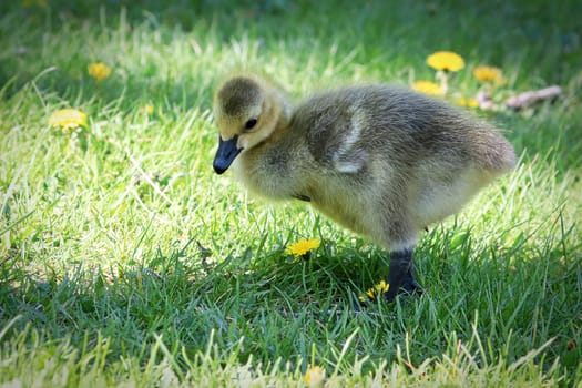 Closeup of a Canada Goose Gosling standing in the grass.