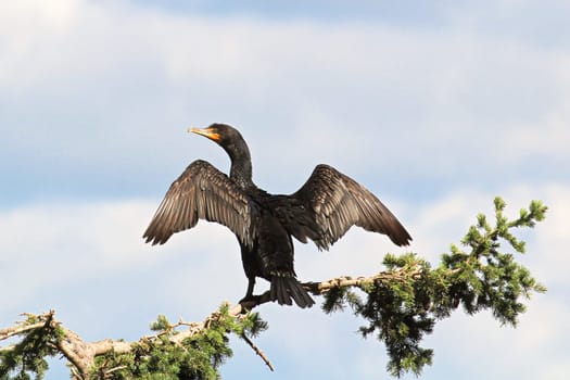 Back view of a Cormorant dryinging its wings on a branch.