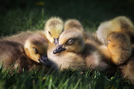 A group of Canada Geese Goslings sleep in a bunch.
